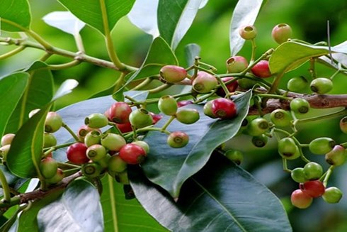 lá vối